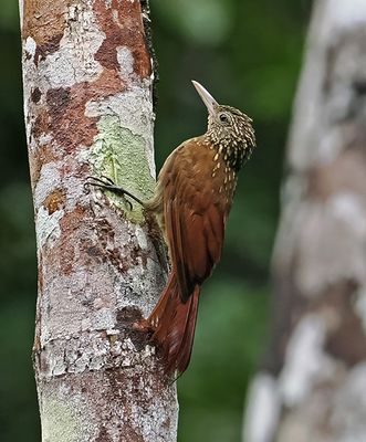 Striped Woodcreeper