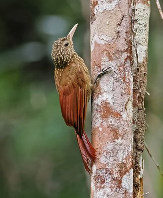 Striped Woodcreeper