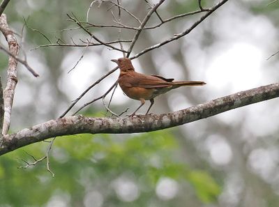 Hauxwell's Thrush