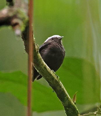 Blue-rumped Manakin