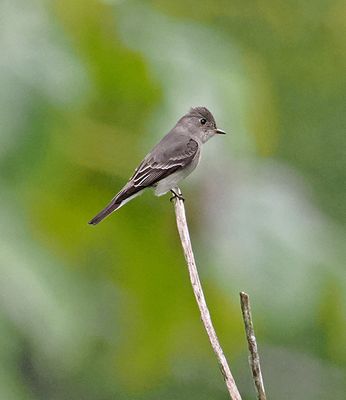 Eastern Wood-Pewee