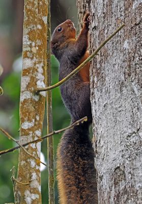 Squirrel Plataforma