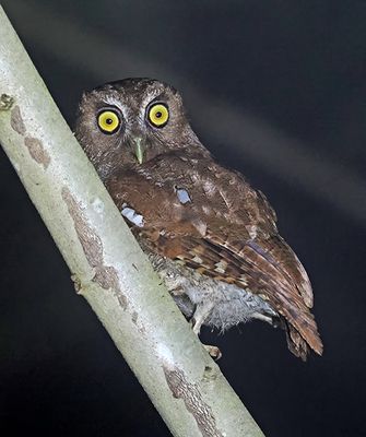 Foothill Screech-Owl
