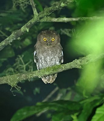 Foothill Screech-Owl