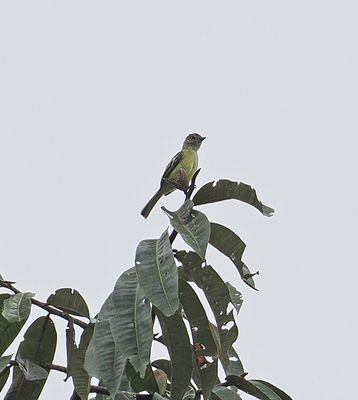 Red-billed Tyrannulet