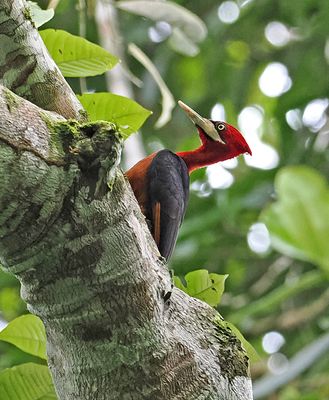 Red-necked Woodpecker