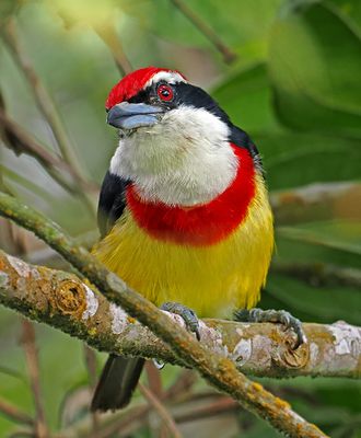 Scarlet-banded Barbet