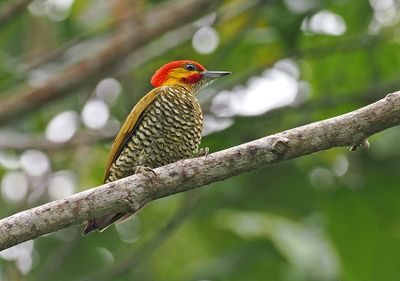 White-throated Woodpecker