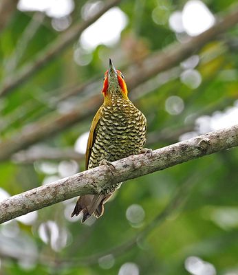 White-throated Woodpecker