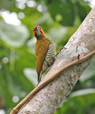 White-throated Woodpecker