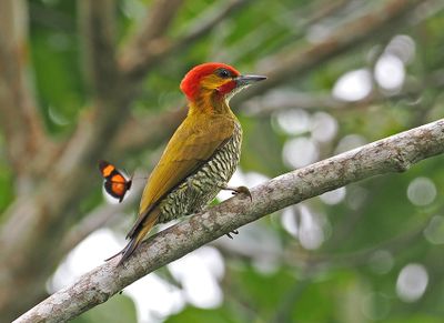 White-throated Woodpecker