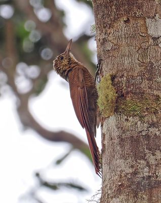 Amazonian Barred Woodcreeper