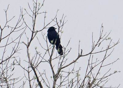 Red-shouldered Tanager