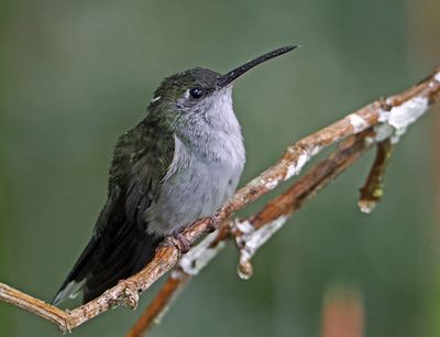 Gray-breasted Sabrewing