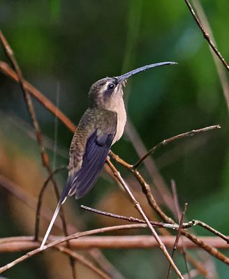 Great-billed Hermit