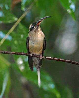 Great-billed Hermit