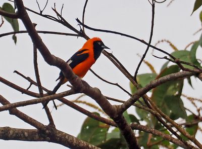 Orange-backed Troupial