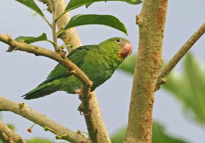 Cobalt-winged Parakeet