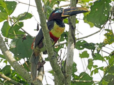 Chestnut-mandibled Aracari