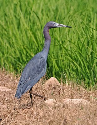 Little Blue Heron