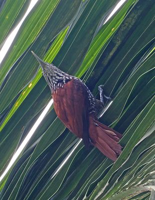 Point-tailed Palmcreeper