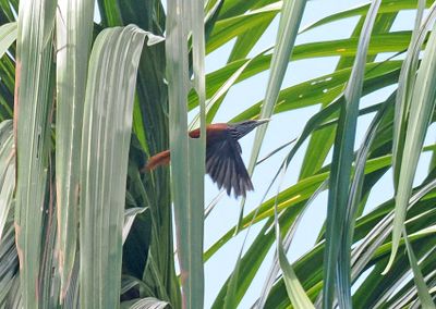 Point-tailed Palmcreeper