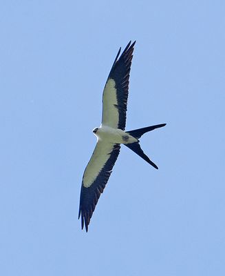 Swallow-tailed Kite