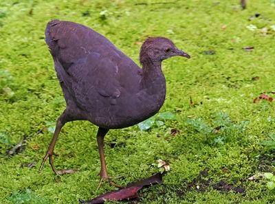 Cinereous Tinamou