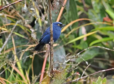 Golden-eyed Flowerpiercer