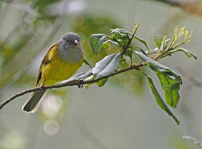 Gray-hooded Bush-Tanager