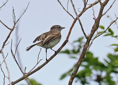 Maranon Tyrannulet