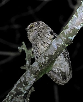 West-Peruvian Screench-Owl