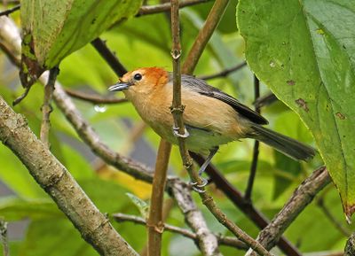 Buff-bellied Tanager