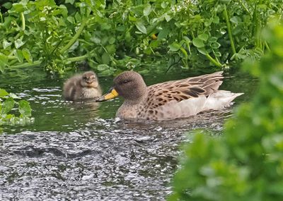 Yellow-billed Teal