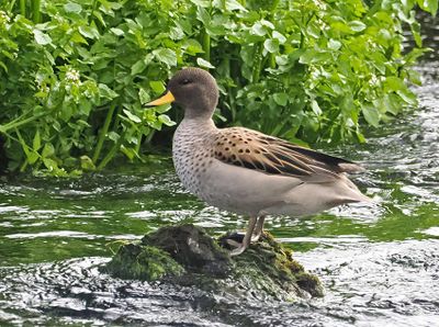 Yellow-billed Teal