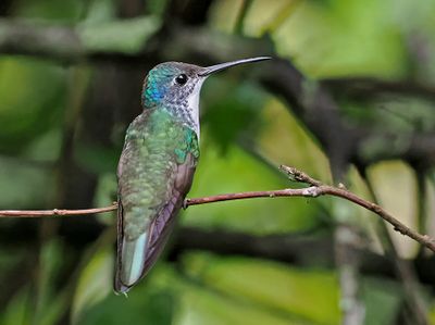 Andean Emerald