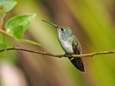 Andean Emerald