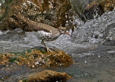 Spotted Sandpiper