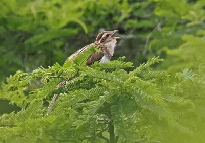 Striped Cuckoo