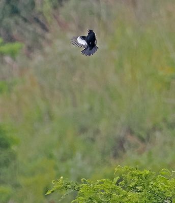 White-winged Black-Tyrant