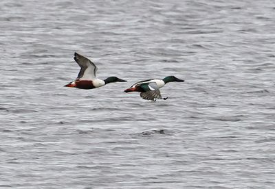 Northern Shoveler