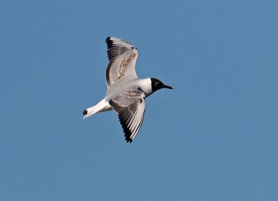 Black-headed Gull