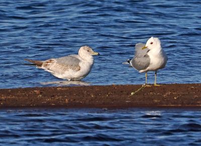 Common Gull