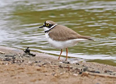 Little Ringed Plover