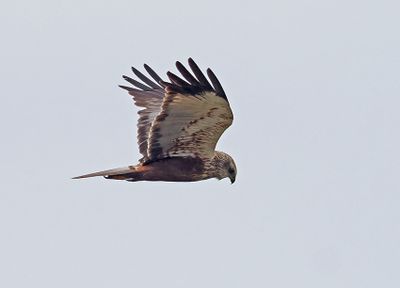 Marsh Harrier