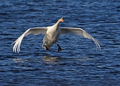 Mute Swan