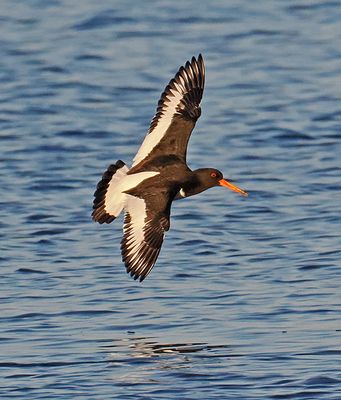 Oystercatcher
