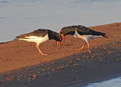 Oystercatcher