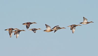 Gadwall