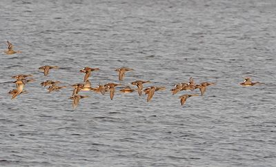 Gadwall